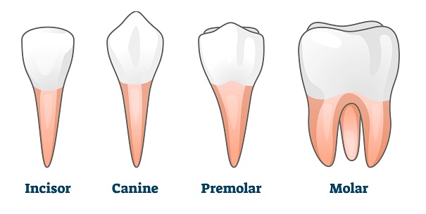 انواع ریشه دندان