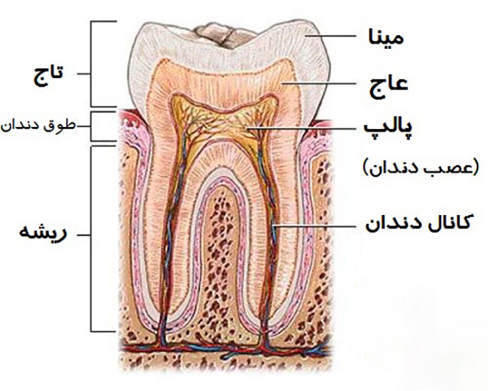 تعداد کانال دندان در عصب کشی